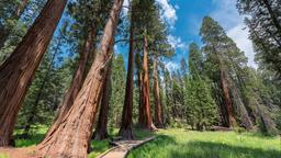 Lloguers de vacances a Sequoia National Park