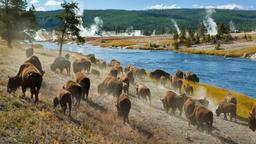 Lloguers de vacances a Parc Nacional de Yellowstone