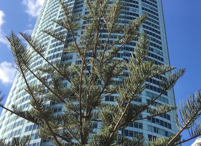 Edifici Foto
