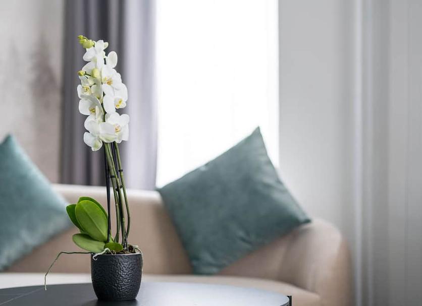 Serveis de l’habitació Foto