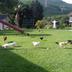 Altres