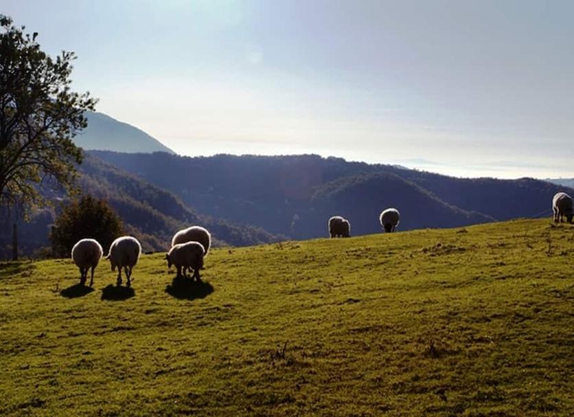 Altres Foto