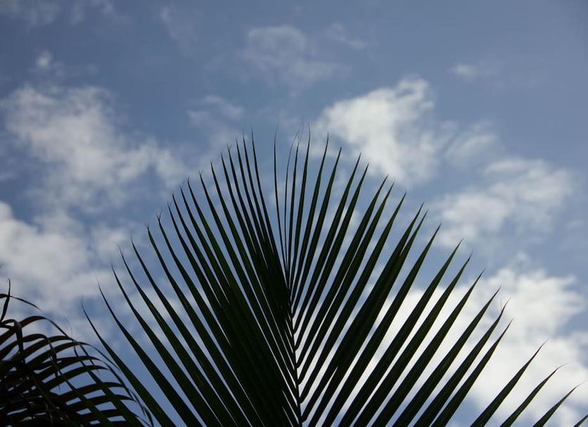 Altres Foto