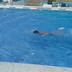 Altres