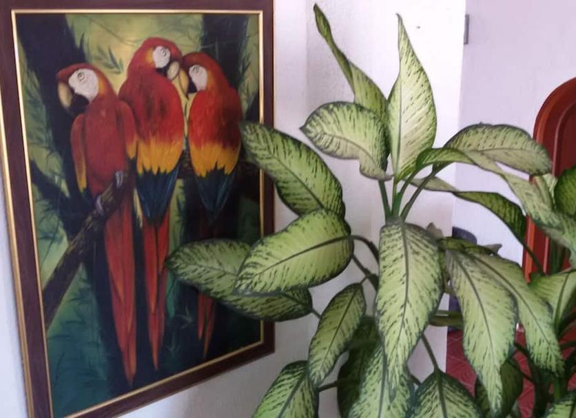 Serveis de l’habitació Foto