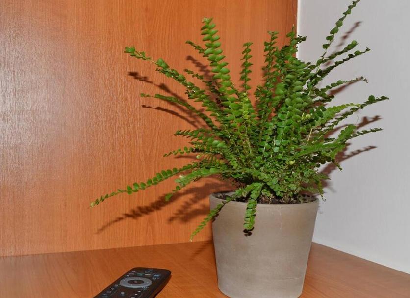 Serveis de l’habitació Foto