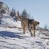 S'accepten animals