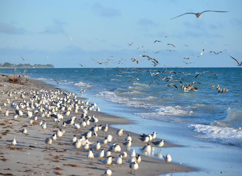 Platja Foto