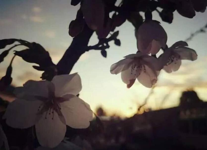 Altres Foto