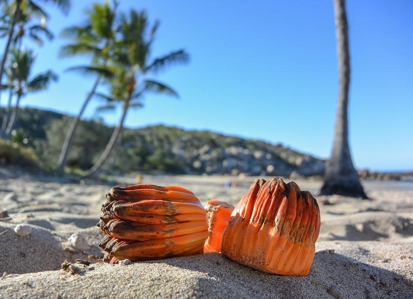 Platja Foto