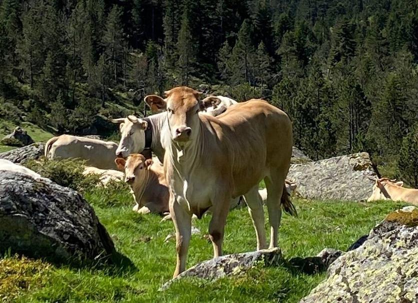 Altres Foto