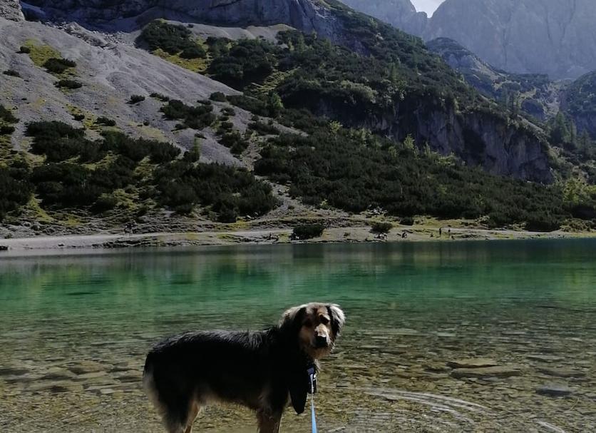 Altres Foto