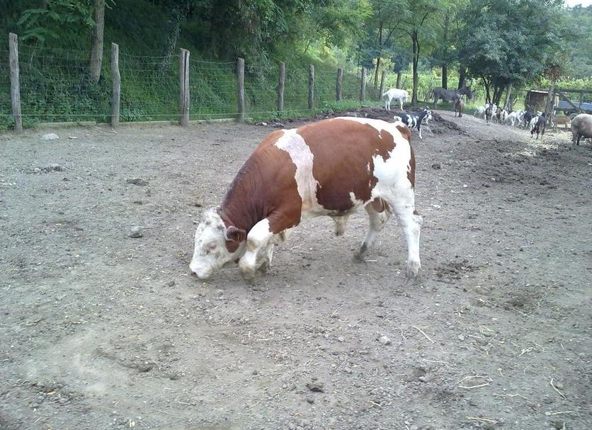 Altres Foto