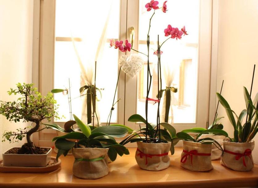 Serveis de l’habitació Foto