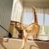 S'accepten animals