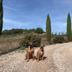 S'accepten animals